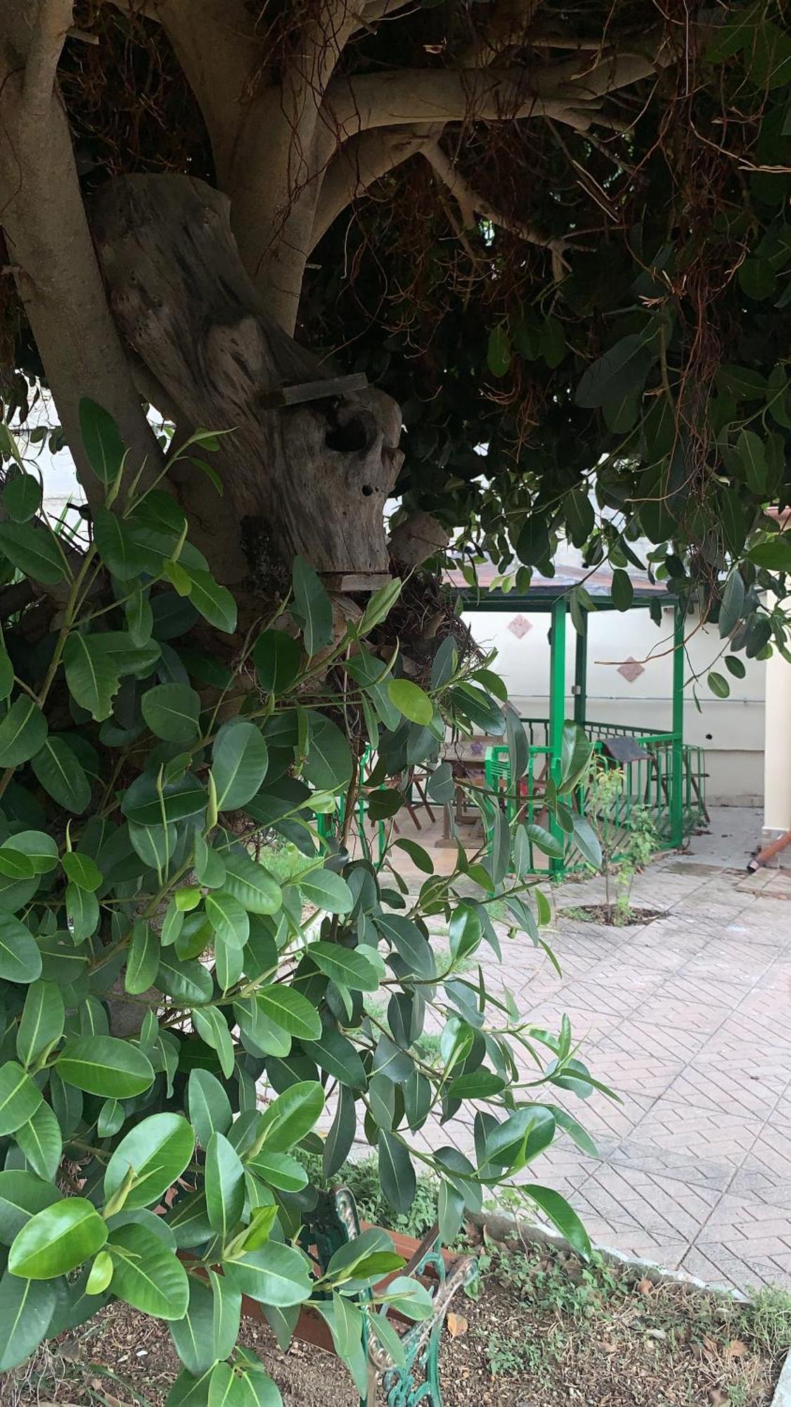 B&B Civitavecchia La Casetta Con Giardino エクステリア 写真